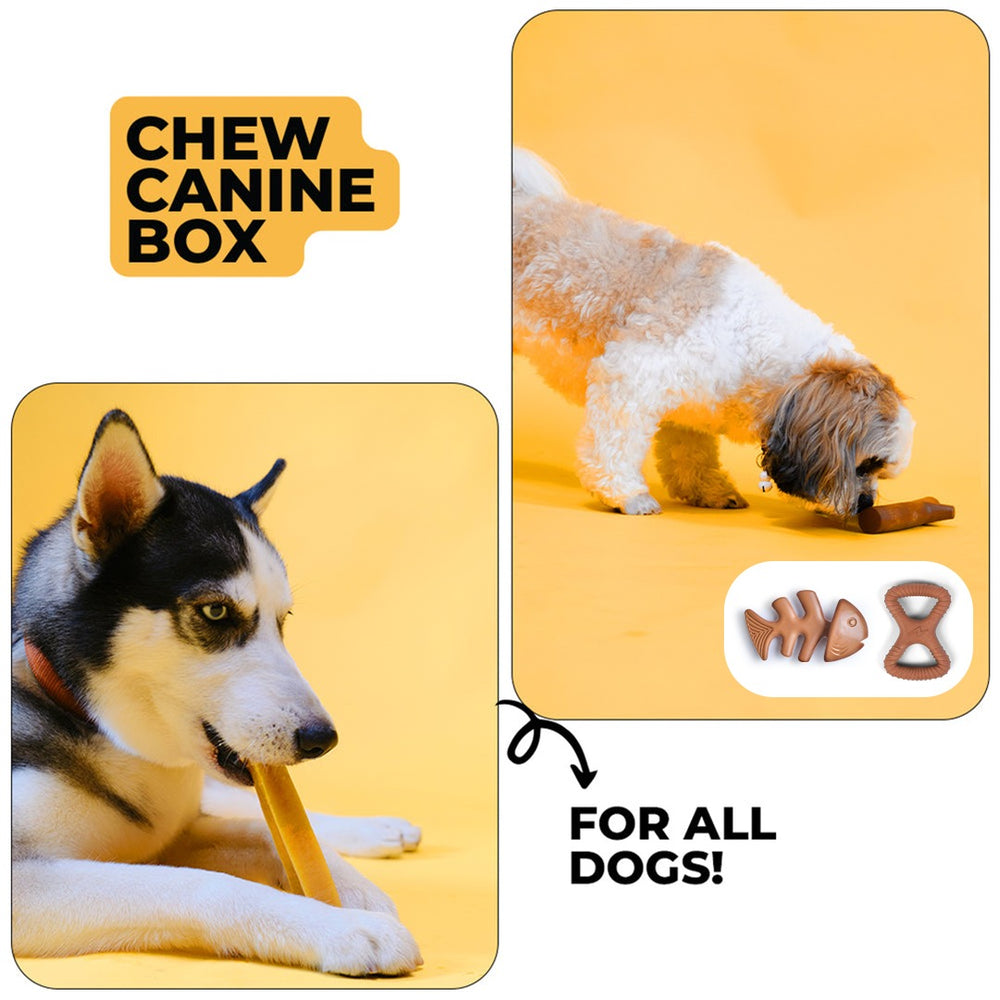 Chew Canine Box