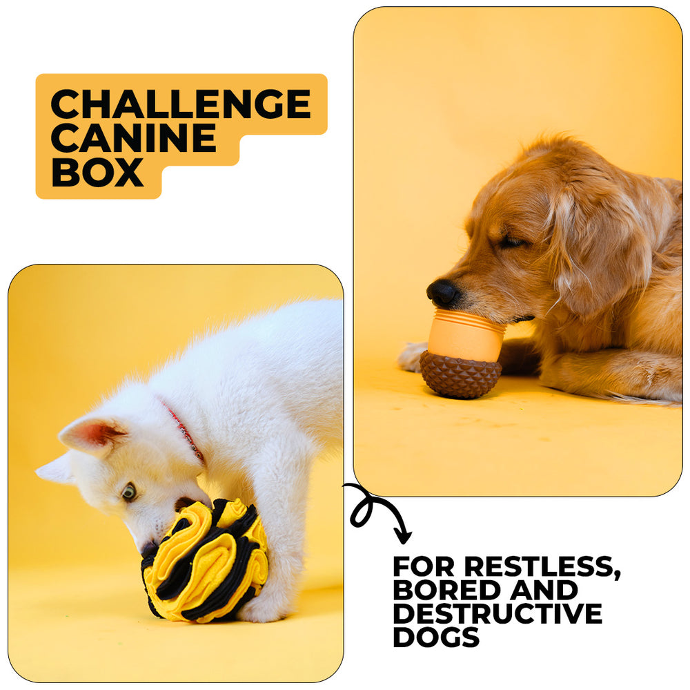 Challenge Canine Box