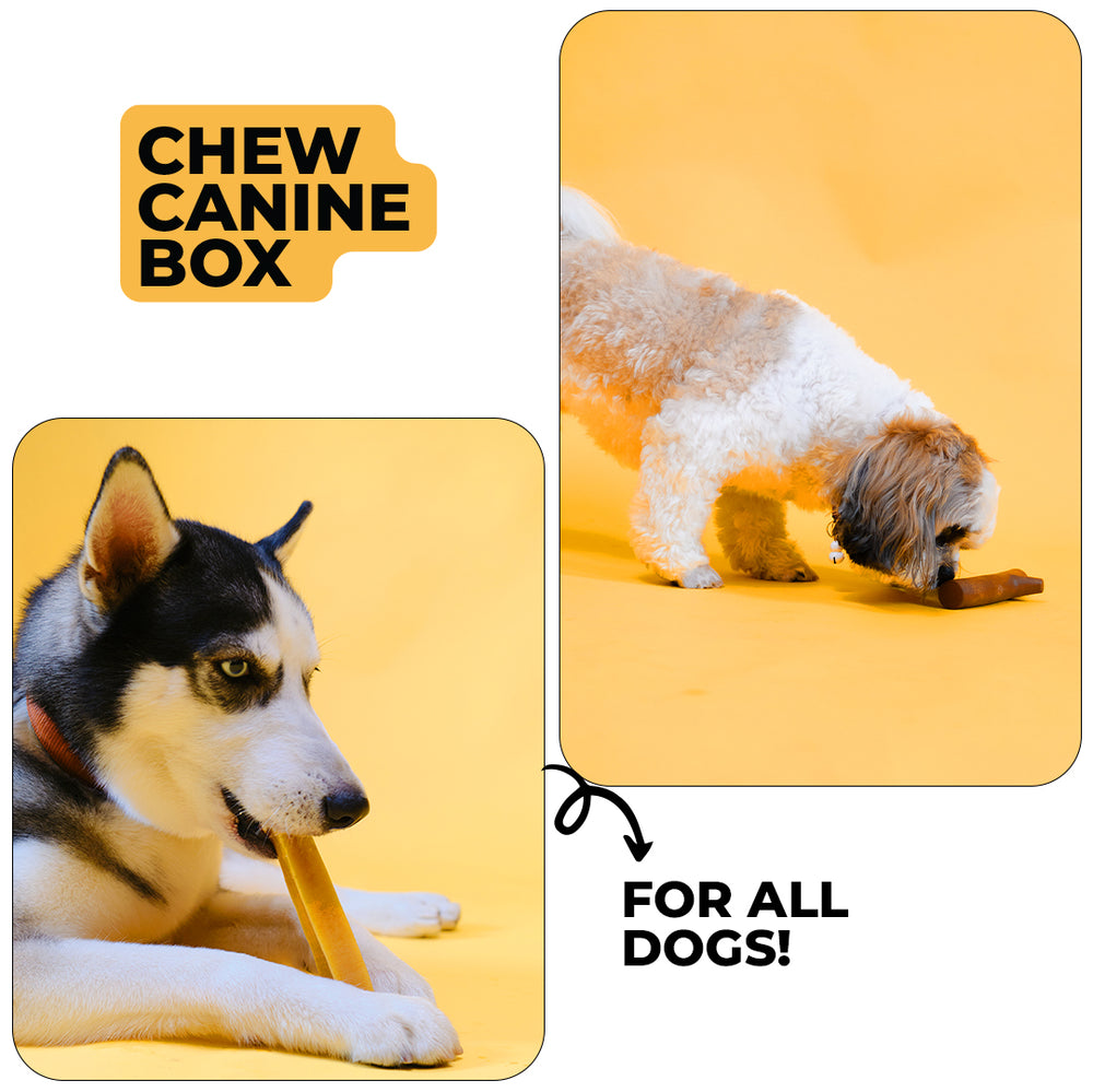 Chew Canine Box